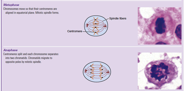 <ul><li><p>chromosomes align in center</p></li><li><p>chromosomes move so that their centromeres are aligned in equatorial plane</p></li><li><p>miotic spindle forms</p></li></ul><p></p>