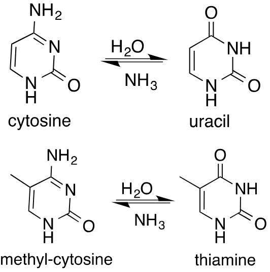 <p>deamination of cytosine makes uracil → if U not removed, it will pair with A in replication → next replication will pair T with A → overall: C to T mutation</p>