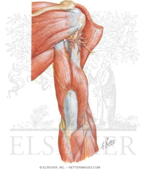 <p>What are the quadrangular and triangular anatomical spaces of the arm. What is found there? what muscles make up this space? what nerves and artieeres and what. makes it special? what muscles. make up the triangular spcace directly</p>
