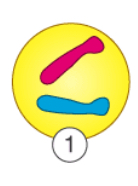 <p>What happens in interphase?</p>