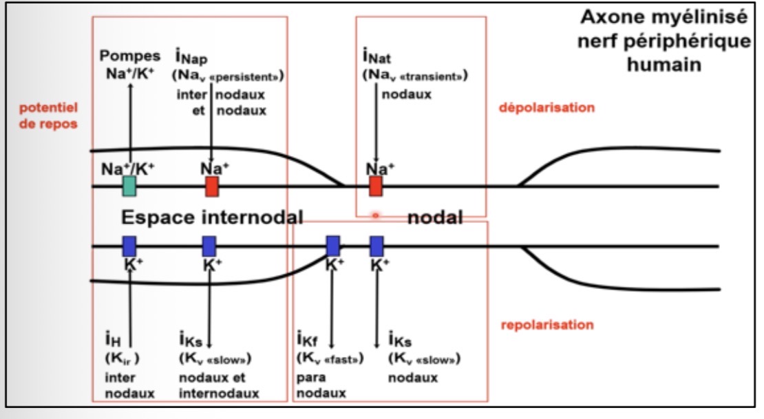 <p>Repolarisation rapide par Kv fast = iKf</p>