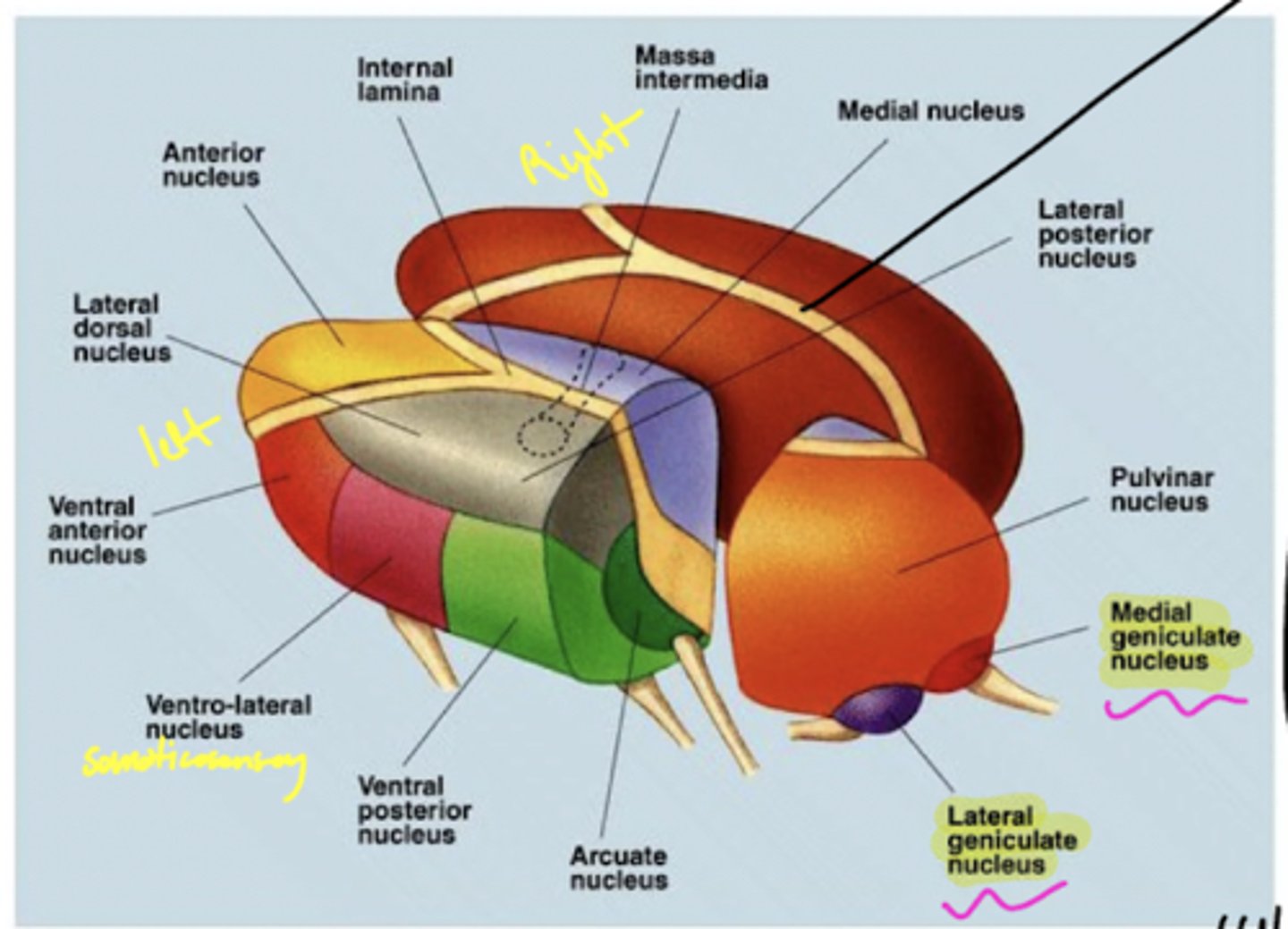 <p>1. LGN</p><p>2. MGN</p><p>3. VPL (ventral posterolateral nucleus)</p><p>4. VPM (ventral posteromedial nucleus)</p><p>5. pulvinar</p>
