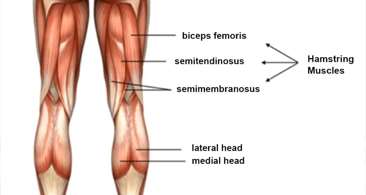 posterior aspect of the thigh, flexes the lower leg

biceps femoris, semimembranosus, semitendinosus