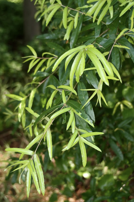 <p><em>Quercus phellos</em></p><p>Fagaceae</p>