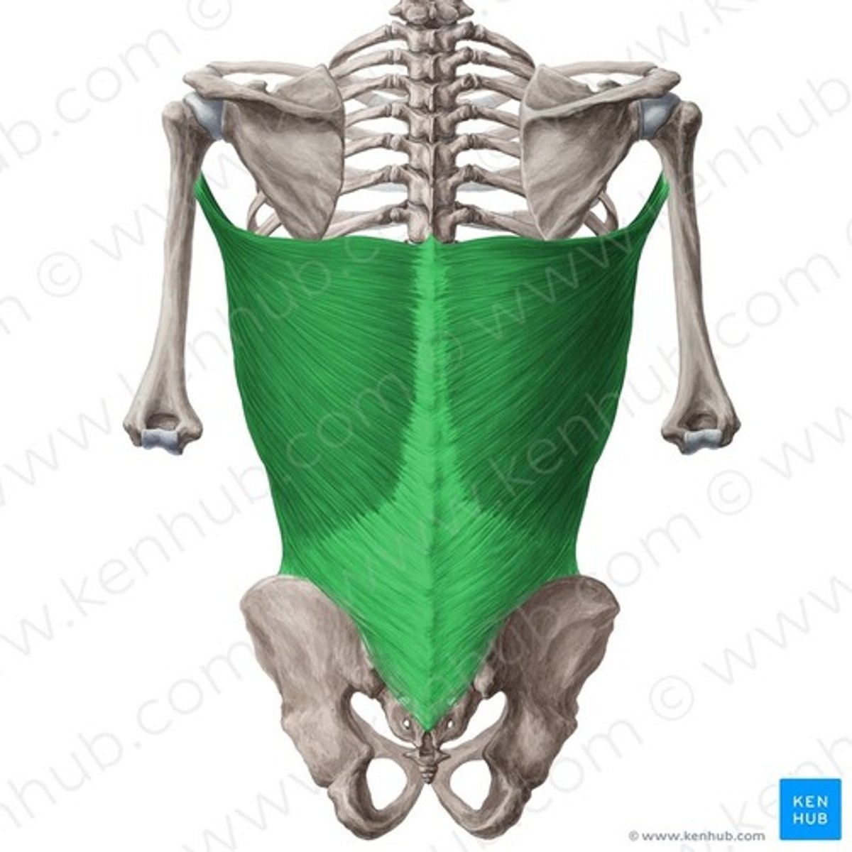 <p>Origin: spines from T7 to sacrum, iliac crest, lower ribs</p><p>Inserton: intertubecular groove humerus</p><p>Nerve Supply: thoracodorsal nerve, posterior cord of brachial plexus</p><p>Acton: extends, adducts, and medially rotates arm</p>