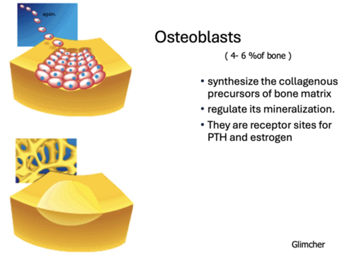 <p>Osteoblasts</p>