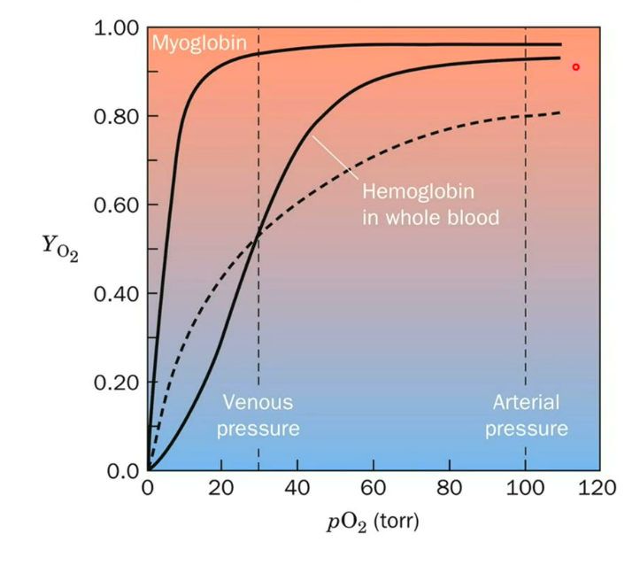<ul><li><p class="my-2 [&amp;+p]:mt-4 [&amp;_strong:has(+br)]:inline-block [&amp;_strong:has(+br)]:pb-2"><strong>Hemoglobin</strong> binds oxygen (O₂) in a sigmoidal (S-shaped) curve, which means at low oxygen pressure (pO₂), its binding is weak, but at high pO₂, binding gets much stronger.</p></li><li><p class="my-2 [&amp;+p]:mt-4 [&amp;_strong:has(+br)]:inline-block [&amp;_strong:has(+br)]:pb-2">The <strong>sigmoidal curve</strong> is a sign of cooperative binding—a feature where the binding of one oxygen molecule increases the likelihood that more oxygen will bind. This is unique for hemoglobin.</p></li><li><p class="my-2 [&amp;+p]:mt-4 [&amp;_strong:has(+br)]:inline-block [&amp;_strong:has(+br)]:pb-2">In contrast, <strong>myoglobin</strong> displays a hyperbolic curve, meaning its oxygen binding is independent (not cooperative): binding one oxygen does not affect binding at other sites.</p></li><li><p class="my-2 [&amp;+p]:mt-4 [&amp;_strong:has(+br)]:inline-block [&amp;_strong:has(+br)]:pb-2">At <strong>low pO₂</strong> (such as in veins), hemoglobin binds oxygen less than myoglobin. At <strong>high pO₂</strong> (such as in arteries), hemoglobin binds more oxygen, thanks to its cooperative mode.</p></li><li><p class="my-2 [&amp;+p]:mt-4 [&amp;_strong:has(+br)]:inline-block [&amp;_strong:has(+br)]:pb-2"><strong>Summary:</strong> Myoglobin is better at grabbing oxygen at low levels, but hemoglobin can drastically increase its oxygen binding as oxygen becomes more available—this helps it deliver oxygen efficiently throughout the body.</p></li></ul><p></p>