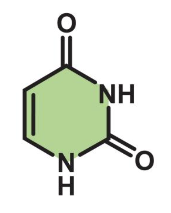 <p>pyrimidine</p>