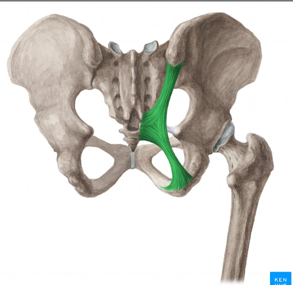 <p>Posterior inferior iliac spine +  sacrum +  coccyx… <strong>ischial tuberosity</strong></p>