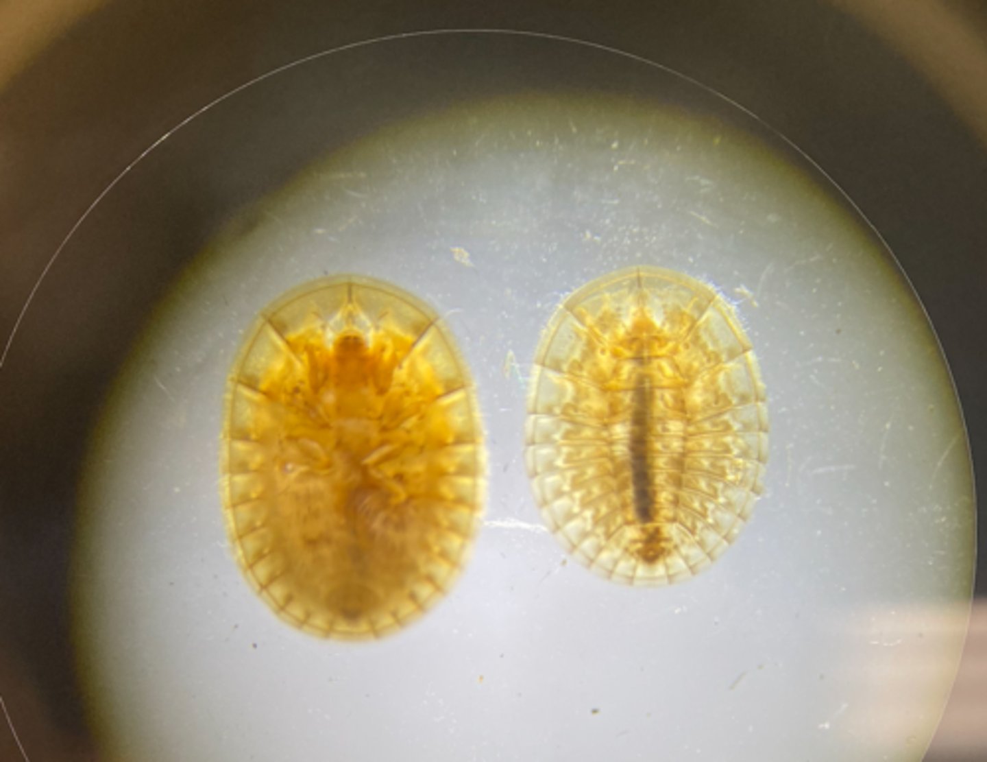 <p>Grazer</p><p>-------------------</p><p>FEATURES:</p><p>- feed on phytoplankton</p><p>- have flat body to limit resistance</p><p>- filamentous gills along abdomen</p>