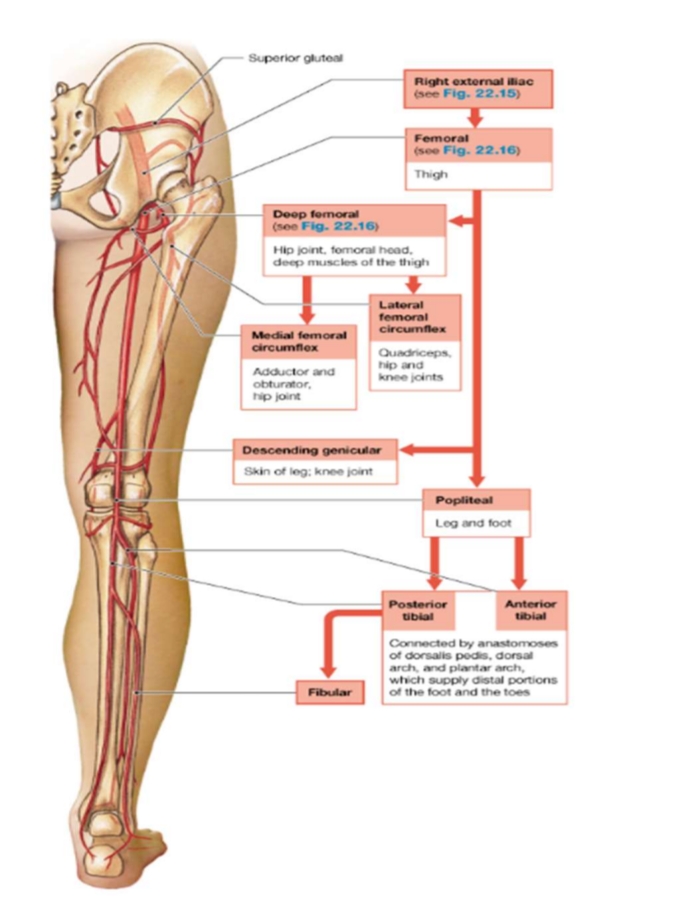 <p>1. Descending from the aortic arch will be the descending aorta.</p><p>2. The descending aorta divides into a superior thoracic aorta.</p><p>A) begins at the level of vertebra T5 and penetrates the diaphragm at the level of vertebra T12</p><p>B) grouped as either visceral branches (supplies blood to organs of the chest) (Visceral branch: Mediastinal Esophageal Bronchial Pericardial) OR parietal branches (supplies blood to chest wall) (parietal branch: Posterior intercostal Superior phrenic)</p><p>3. Inferior to the diaphragm, the thoracic aorta now becomes the abdominal aorta.</p><p>4. There are three unpaired arteries branching from the abdominal aorta:</p><p>A) celiac trunk (divided as left gastric, splenic, and common hepatic artery)</p><p>B) superior mesenteric (pancreas, small and large intestine)</p><p>C) inferior mesenteric (colon/rectum)</p><p>5. There are five paired arteries branching from the abdominal aorta:</p><p>A) inferior phrenic arteries (esophagus/diaphragm) B) suprarenal arteries (kidney)</p><p>C) renal arteries (kidney)</p><p>D) gonadal arteries (testicular/ovarian arteries)</p><p>E) lumbar arteries (spinal cord)</p><p>6. Descending aorta then divides into:</p><p>A) median sacral artery</p><p>B) common iliac artery</p><p>C) external iliac artery</p><p>D) internal iliac artery</p><p>7. External iliac artery becomes the femoral artery.</p><p>8. Femoral artery becomes deep femoral artery, descending genicular artery, and popliteal artery.</p><p>9. Popliteal artery becomes posterior tibial, anterior tibial, and fibular arteries.</p>