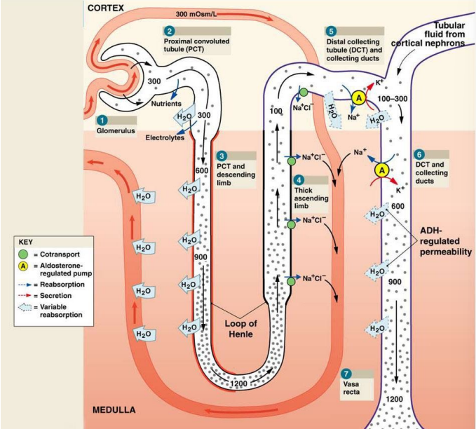 nephron flow of filtration