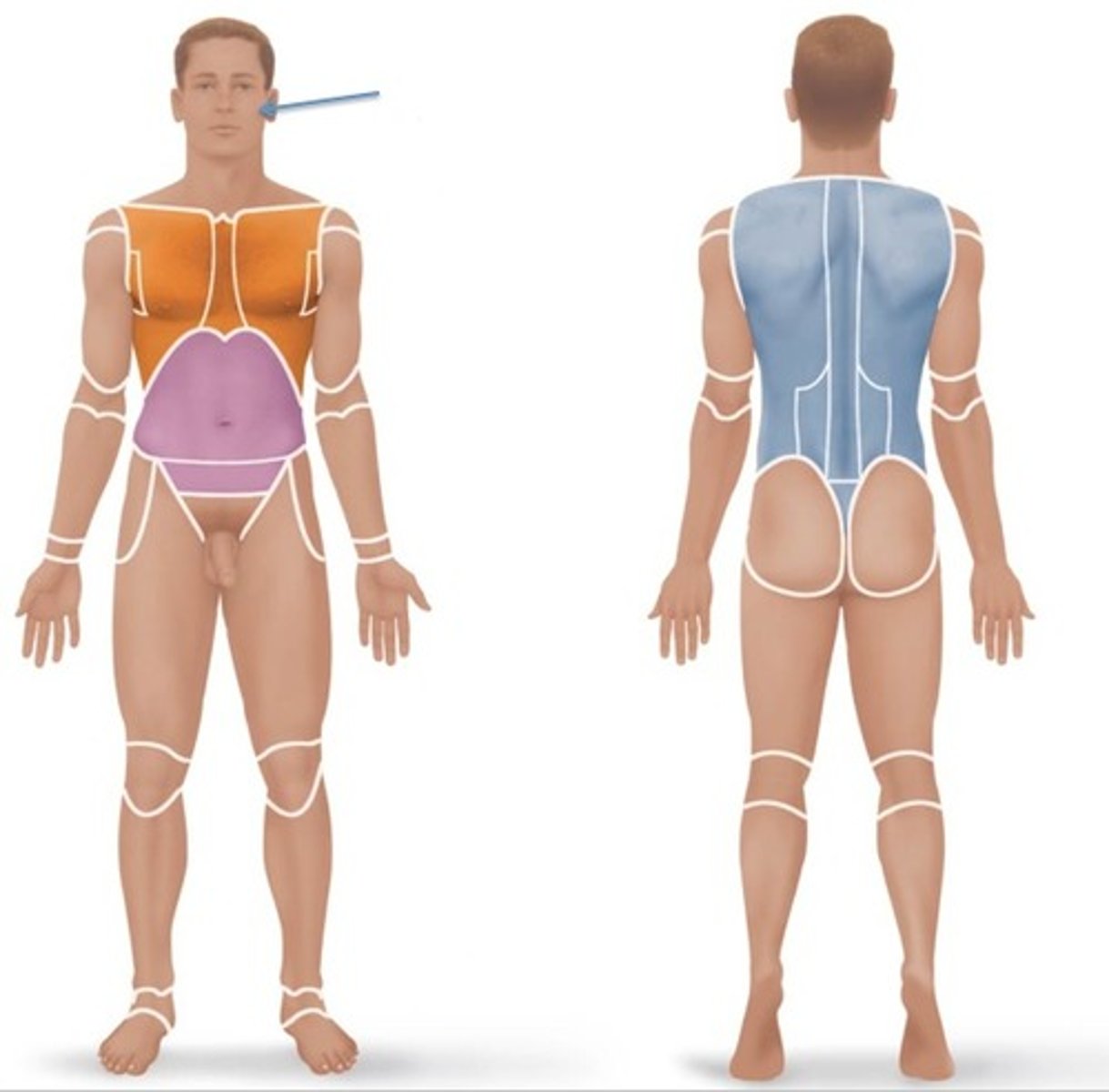 <p>pertaining to the cheek</p>