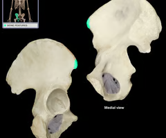 <p><span>pointed anteriorly</span></p>