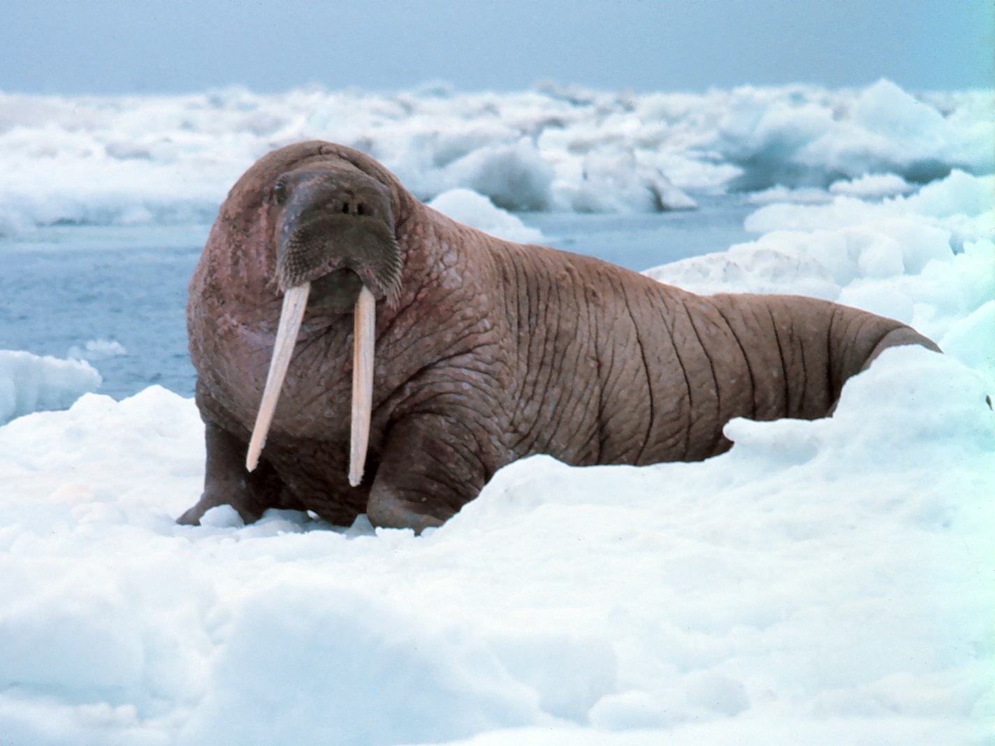<p><em>Odobenus rosmarus</em></p>