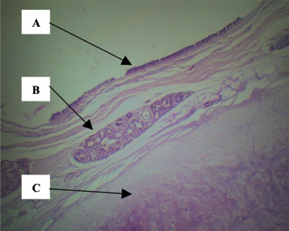 <p>Identify the structures</p>