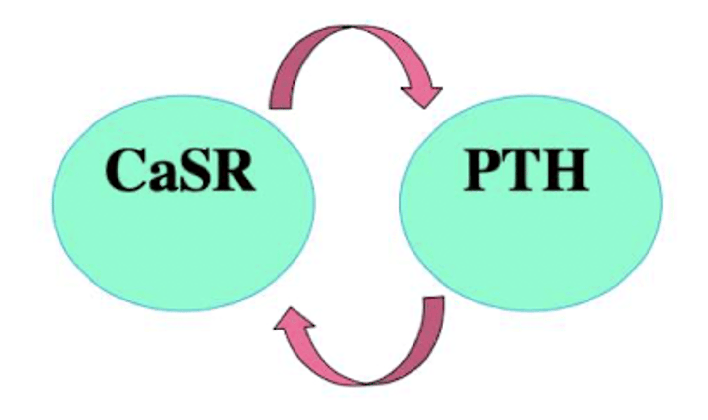 <p>CaSR</p><p>paratiroides</p><p>PTH</p>