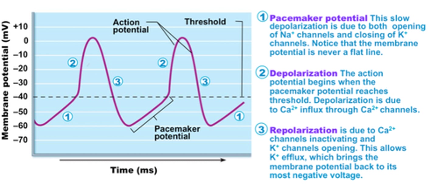 <p>initiate the action potentials that spread throughout the heart to trigger its rhythmic contractions</p>