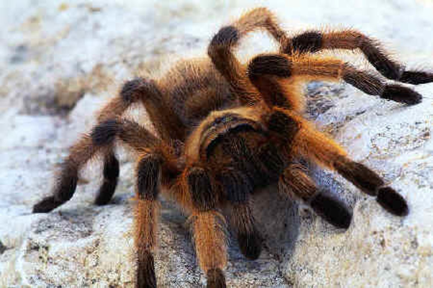 <p>A large, hairy spider. (nhện lông)</p>