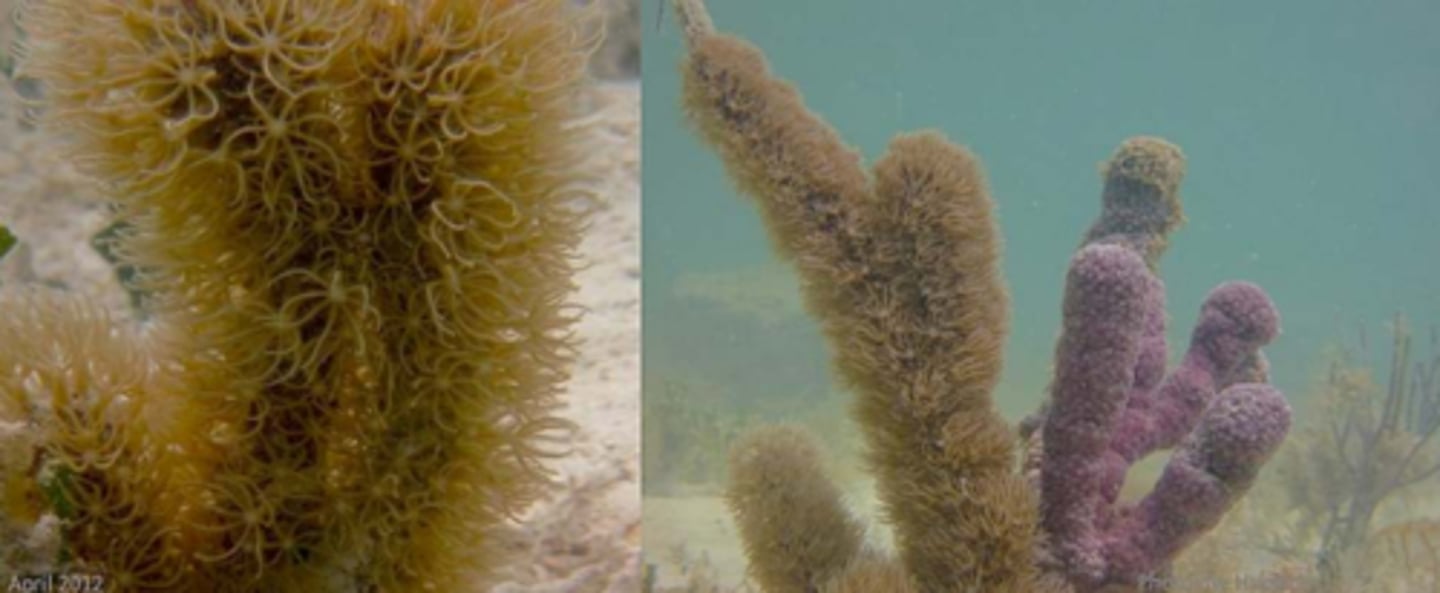 <p>Corky Sea Finger, Briareum asbestinum</p>