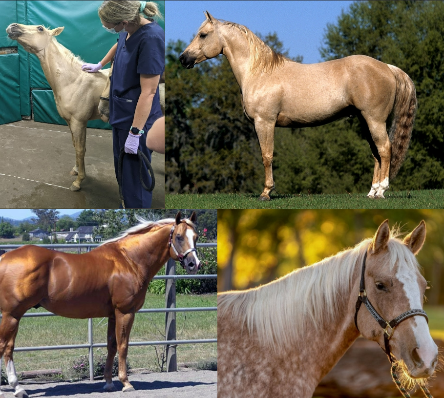 <ul><li><p>breed</p></li><li><p>Gold yellow coat with white or light cream</p><p>mane and tail.</p></li></ul><p></p>