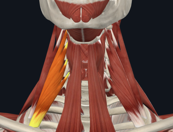 <p>What muscle</p>