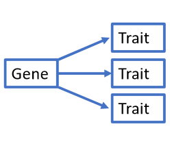 Pleiotropic traits