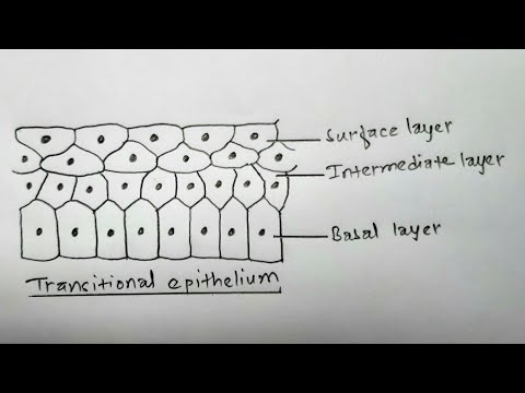 <p>a type of epithelial tissue that can change shape, typically found in the bladder, allowing it to stretch and accommodate fluctuating volumes of liquid. </p>