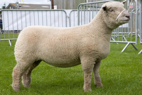 <ul><li><p>smaller </p></li><li><p>baby pic is cute</p></li><li><p>looks really cute</p></li></ul><p></p>