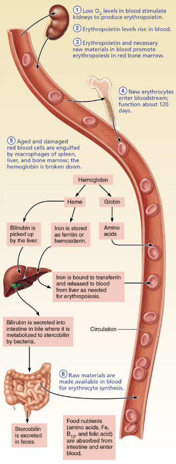 <p><strong>RBC breakdown → heme, iron, and globin are separated</strong></p><ul><li><p><strong>Hemoglobin</strong> </p><ol><li><p><strong>Heme</strong> → <span>Molecule, containing iron</span></p><ul><li><p><span style="color: blue;"><strong>Iron</strong></span> <span style="color: blue;"><strong>removed and recycle</strong></span>, stored as <span style="color: green;"><strong>ferritn</strong></span> or <span style="color: green;"><strong>hemosiderin</strong></span><span><strong> </strong></span></p></li><li><p><span style="color: blue;"><strong>Bilirubin Formation</strong></span><strong> </strong></p></li></ul></li><li><p><strong>Globin</strong> → Protein component</p><ul><li><p><span>Broken down into </span><span style="color: green;"><strong>amino acids</strong></span><span>, which are recycled for the synthesis of new proteins, including new red blood cells</span></p></li></ul></li></ol></li></ul><p></p><p></p>