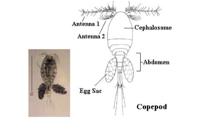 <p>copepod group that <span>has a slightly shorter antennae than calanoids with a plumper, bomb-shaped body </span></p>