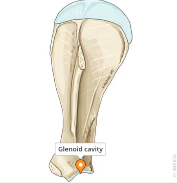 <p>For the articulation of the head of the humerus. Located at the ventral angle of the scapula</p>