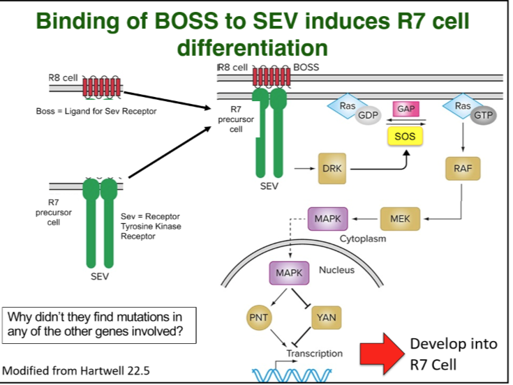 <ol><li><p><strong>Pleiotropy:</strong> genes may be involved in several developmental pathways, including viability, thus they are missed when mutated</p><ol><li><p>can be overcome by a modifier screen which is a very powerful genetic approach. </p></li></ol></li><li><p><strong>Redundancy: </strong>Two or more genes may perform the same function so a mutation in one will not result in a mutant phenotype. </p></li></ol>