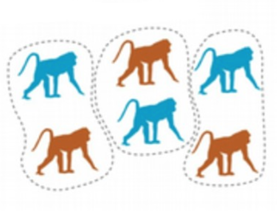 <p>Primate social structure</p>