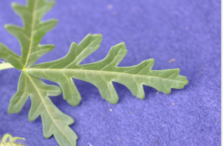 <p>Venice Mallow (Malvaceae)</p>