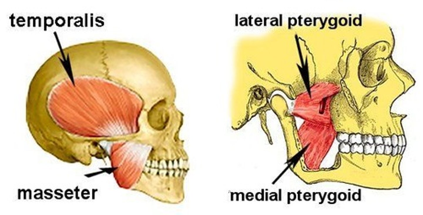 <p>1. masseter<br>2. temporalis<br>3. lateral pterygoid<br>4. medial pterygoid</p>