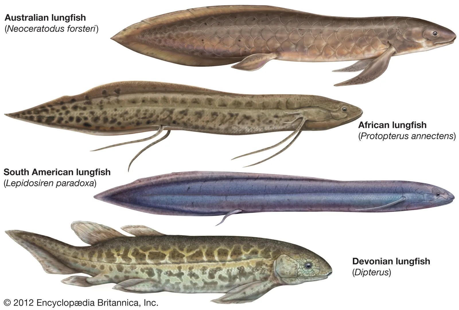 <p>Order of Lungfishes </p><p>apart of subclass Diponi </p><p>Anatomy: </p><p>→ Lungs and gills </p><p>→ Teeth not atttached to jaw margin, only occur on interior bone. </p><p>→ contain toothplates </p><p>All extant families are FW</p>