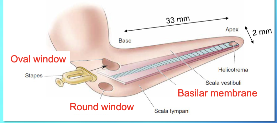 <p>Oval window moves → fluid in scala vestibuli moves → goes down thru helicotrema → fluid in scala tympani moves → fluid pushes against round window</p>