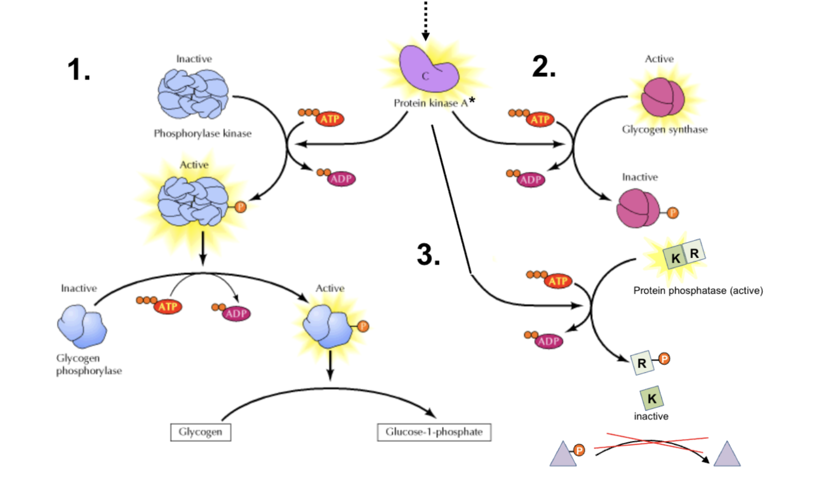 <p>Den har både aktiverande och inhiberande fosforylering:</p><ul><li><p>Aktiverar <strong>glykogenfosforylas</strong></p></li><li><p>Inaktiverar <strong>glykogensyntetas</strong></p></li><li><p>Inaktiverar <strong>protein-fosfatas</strong>.  </p></li></ul>