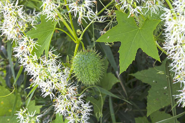 Wild cucumber:

starrish-shaped, palmate, smooth, big curly-cue tendrils, white 6 petal flowers, prickly oblong circular fruits
