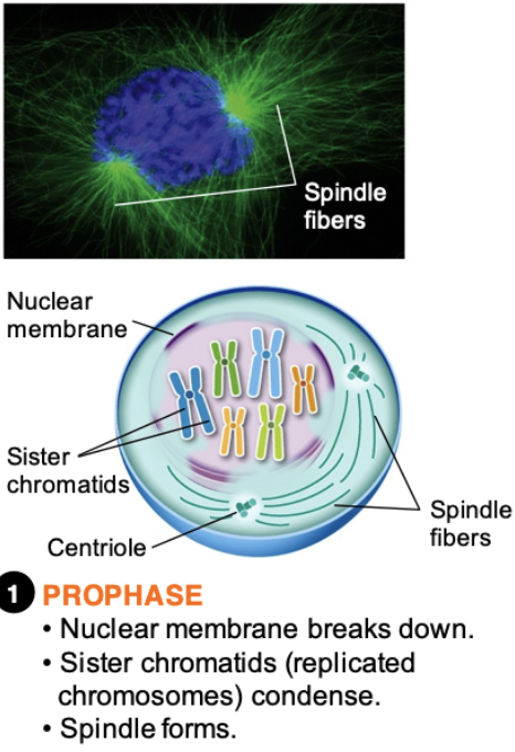 <ul><li><p>“First Phase”</p></li><li><p>Nuclear envelope disappears: Provides access to the chromosomes</p></li><li><p>Nucleolus disappears</p></li><li><p>Where ribosomes are made</p></li><li><p>Sister Chromatids coil slightly and attach to mitotic spindles at the centromere</p></li></ul>