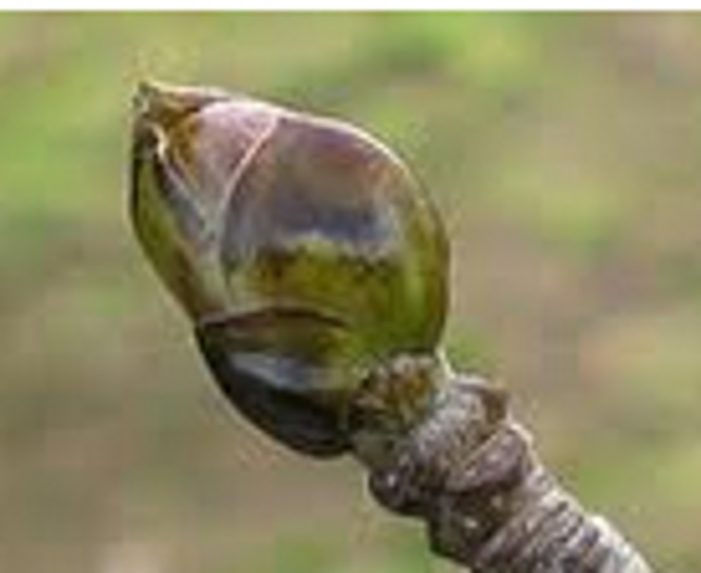 <p>Numerous scales overlapping one another in shingle-like fashion.</p>