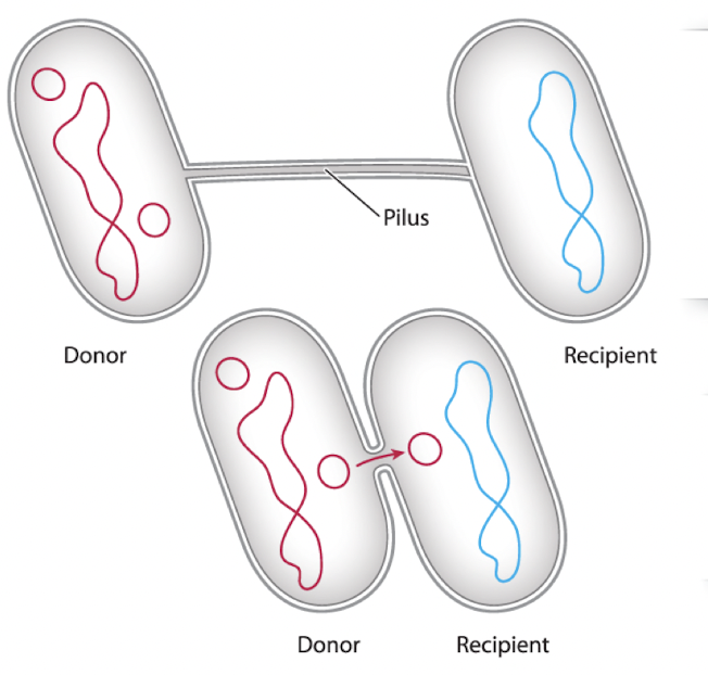 cells connect through a pilus, DNA passes through a small opening formed between the cells