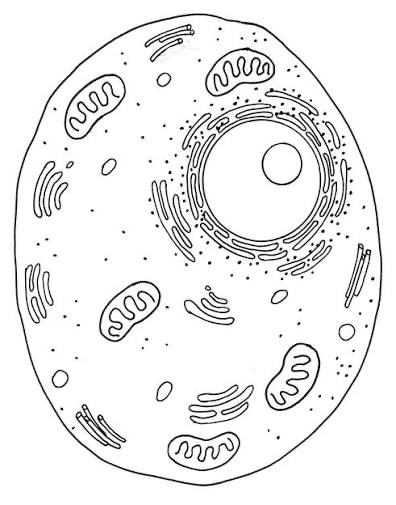 <p>plant or animal cell?</p>