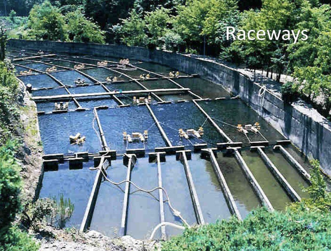<p>What is the name of this system, and what is this aquaculture system also known as?</p>