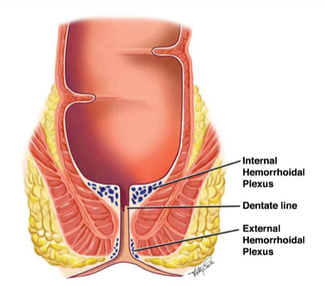 <p>maintaining fecal continence by engorging with blood and closing the anal canal and by protecting the anal sphincter during defecation</p>