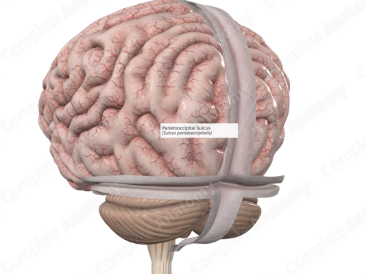 <p>parieto-occipital sulcus</p>