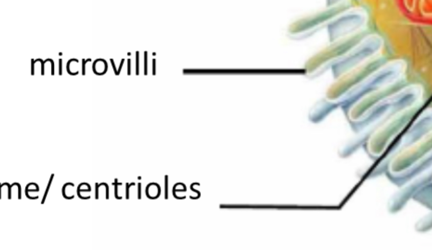 <p>Microvilli</p>
