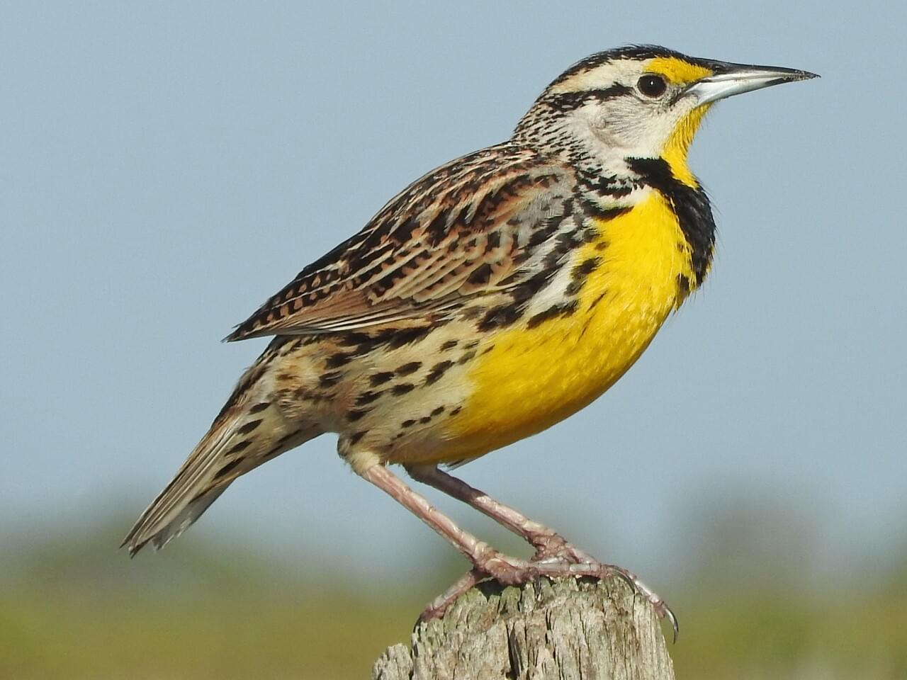 <p>Yellow underside with black “V,” brown streaked back; short tail shows white edges in flight; Threatened.</p>