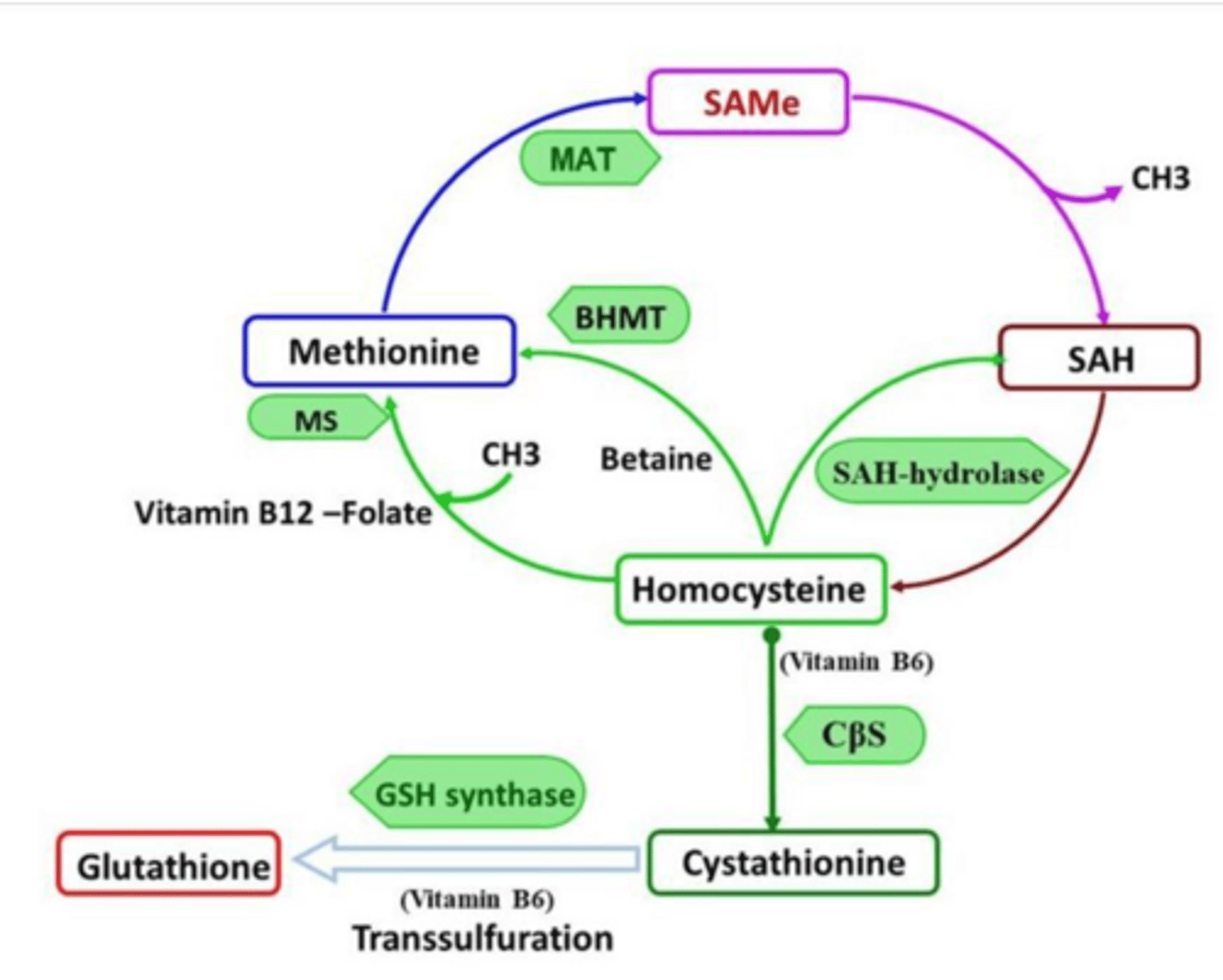 <p>Methylation support (stabilizes membranes), glutathione synthesis (antioxidant protection), and mitochondrial protection (reduces apoptosis).</p>